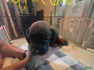 Other breed dogs Bavarian Mountain Scent Hound Yellow Female Pup - Ad 13