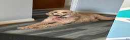 Standard Poodle dogs for sale: Lily (spayed) adult Standard Poodle - Ad 23