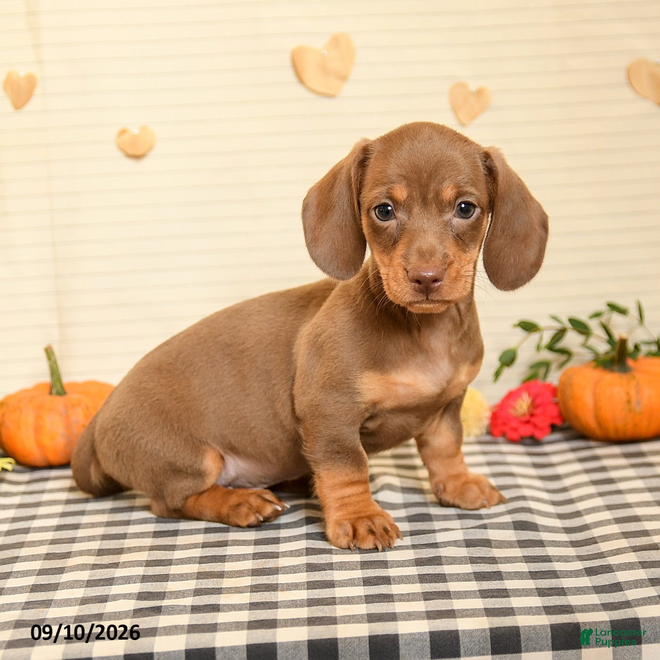 Miniature Dachshund dogs Milton - Ad 1