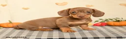 Miniature Dachshund dogs for sale: Milton - Ad 1