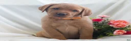 Labrador Retriever dogs for sale: Jolissa  - Ad 3