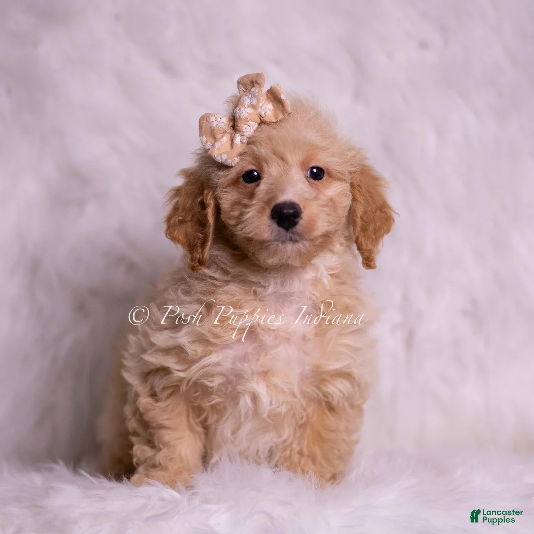 Mini Goldendoodle dogs for sale: Leo  - Ad 5
