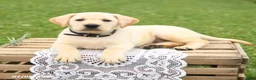 Labrador Retriever dogs for sale: Muffin - Ad 3