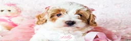 Cavapoo dogs for sale: Lilly - Ad 19