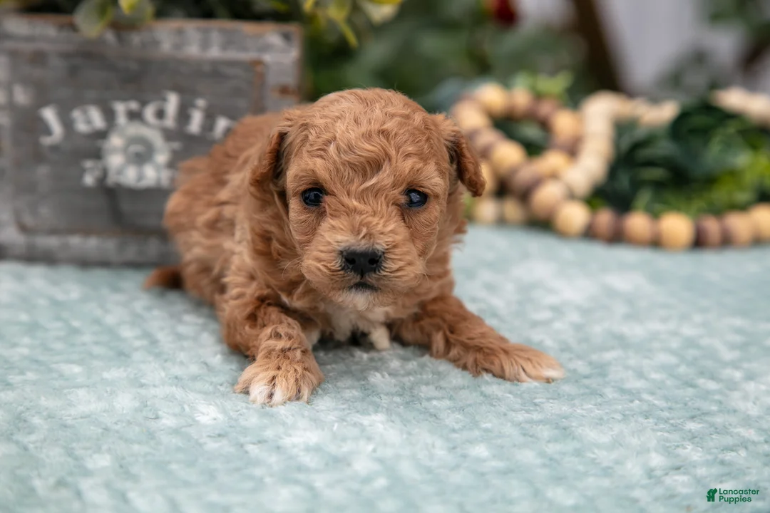 Miniature Poodle dogs for sale: Owen - Ad 2