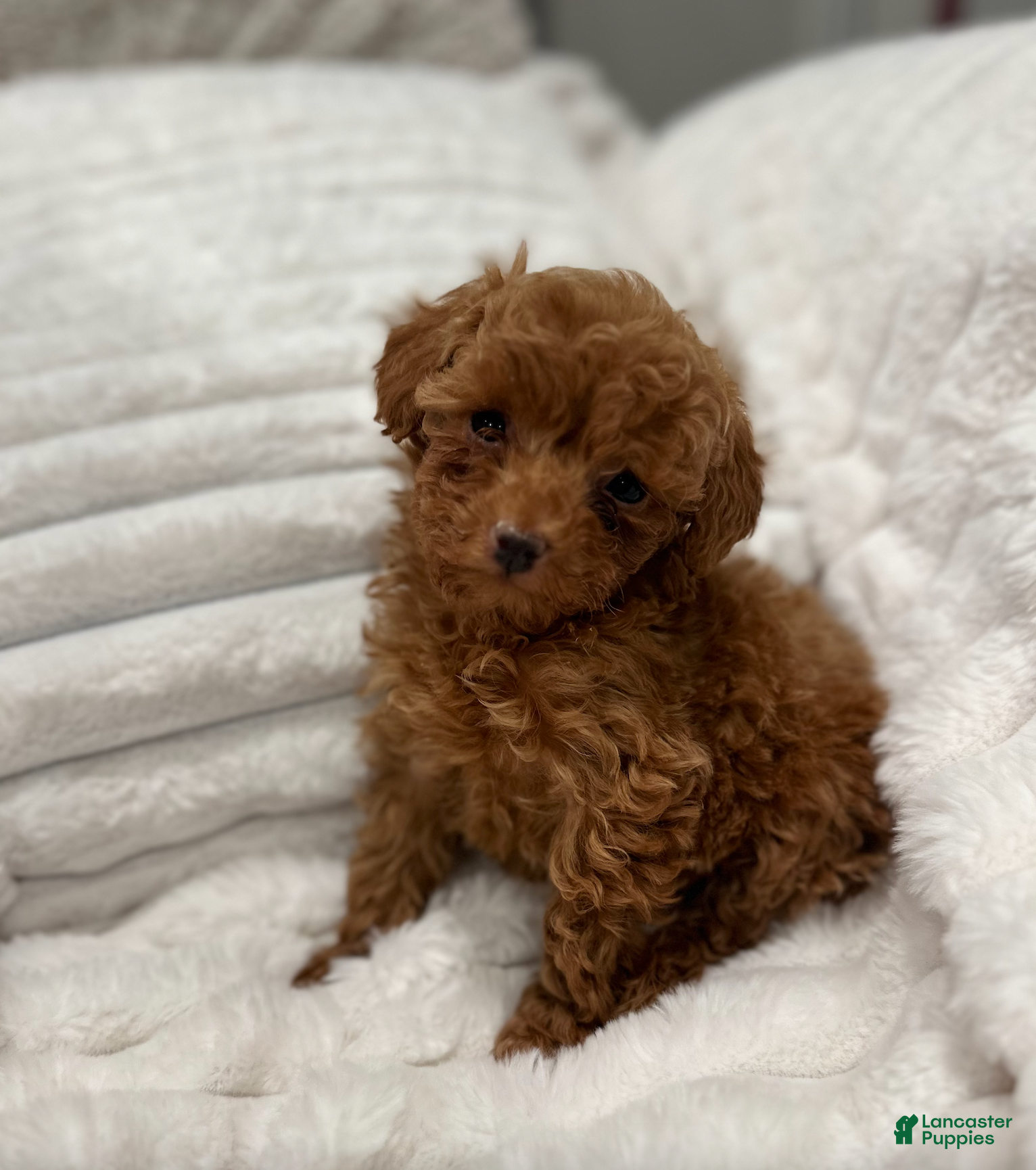 Toy Poodle dogs TEENY TINY Tailor- TEACUP AKC GENETICALLY TESTED - Ad 2