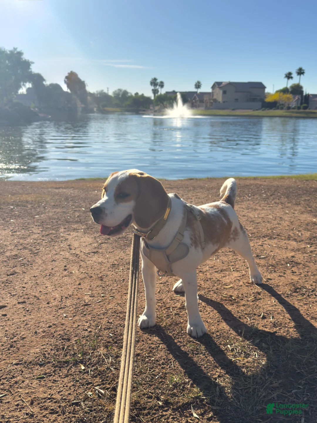 Beagle dogs for sale: Beagle Puppy  - Ad 4