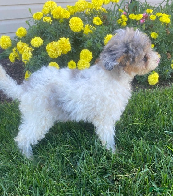 Cavapoo dogs Annie - Ad 2