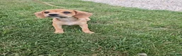 Mixed Breed dogs for sale: Kc - Ad 3