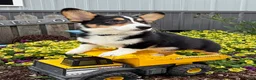 Welsh Corgi Pembroke dogs for sale: Gunner - Ad 3