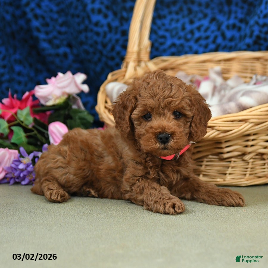 Miniature Poodle dogs Emmy - Ad 2