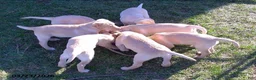 Labrador Retriever dogs for sale: Brinley - Ad 5