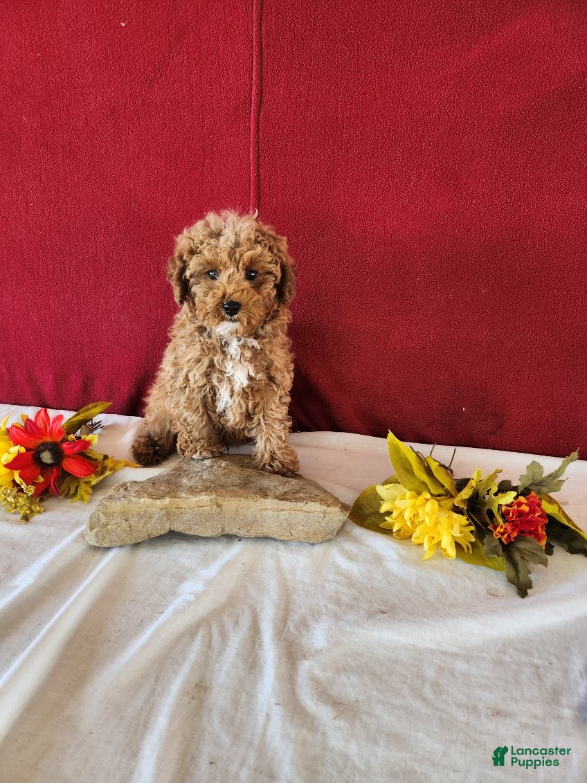 Cavapoo dogs Tribute - Ad 1