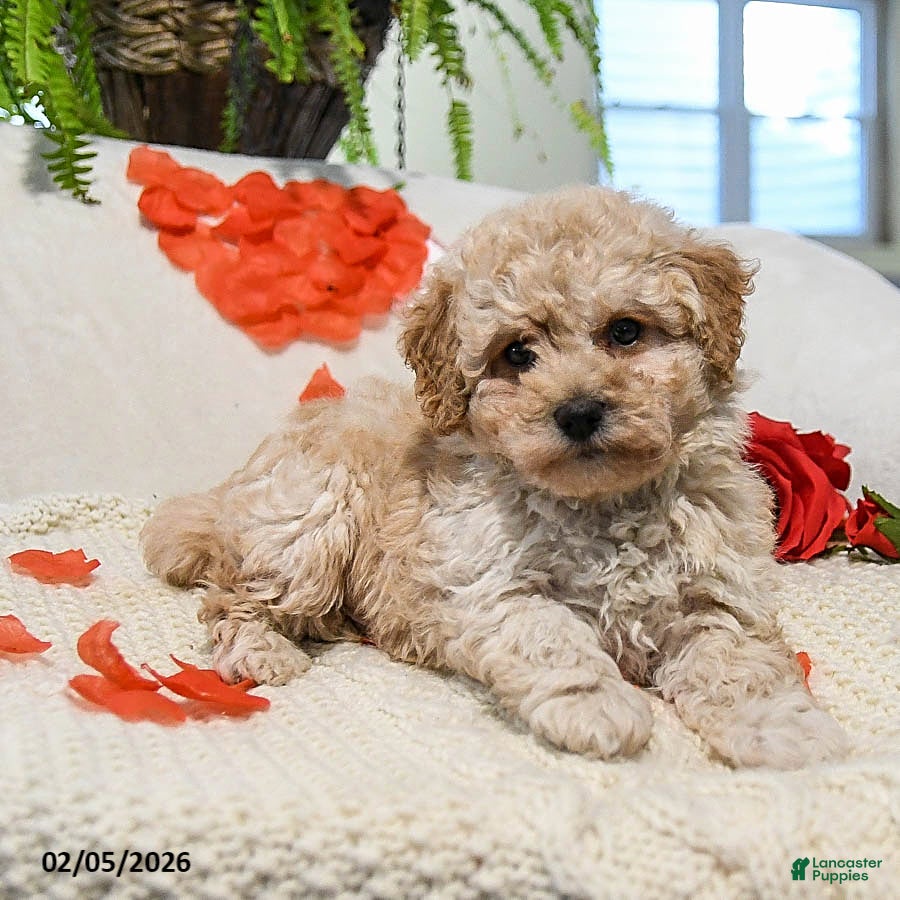 Maltipoo dogs Adrian - Ad 2