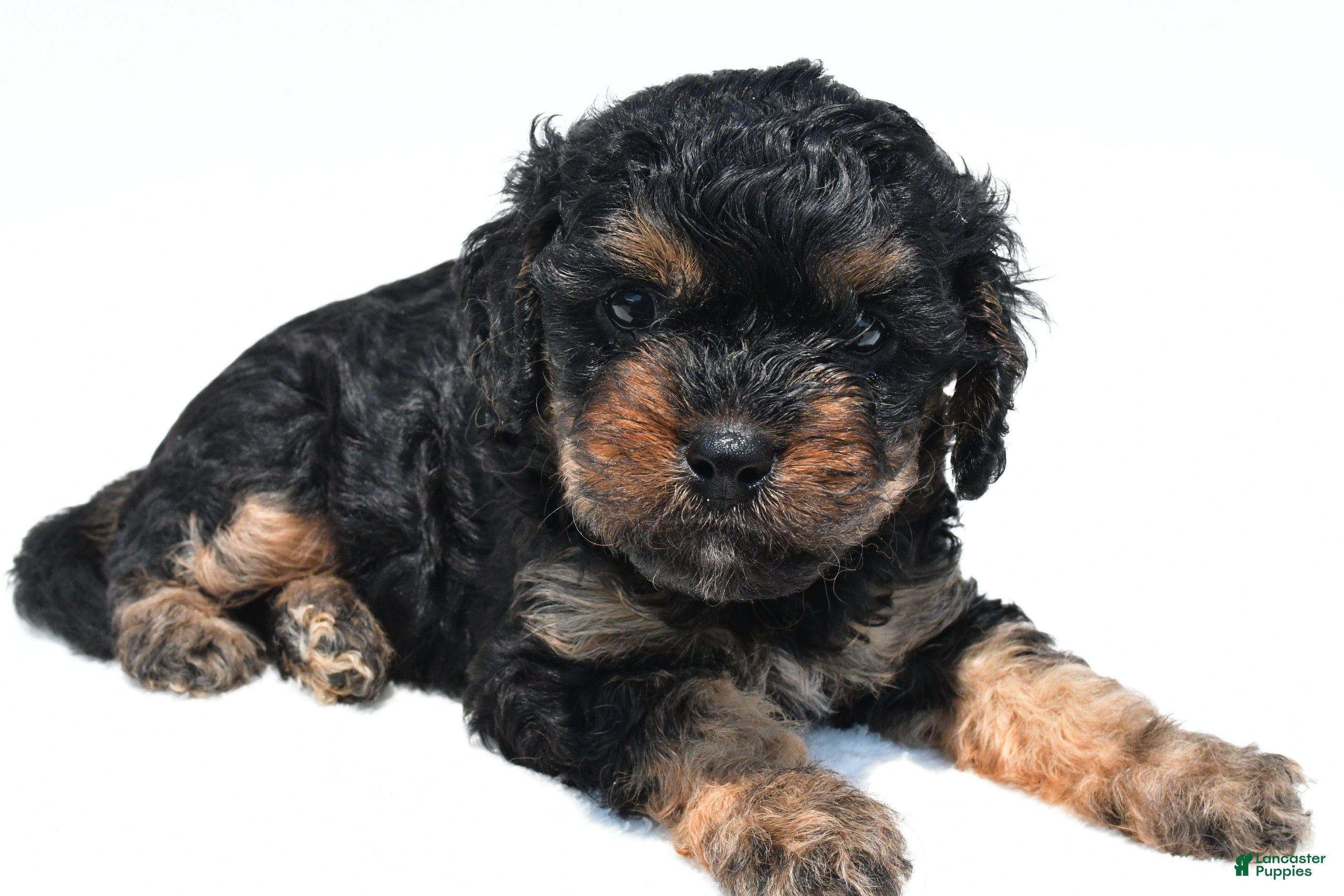Cavapoo dogs Gracie - Ad 2