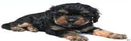 Cavapoo dogs for sale: Gracie - Ad 2