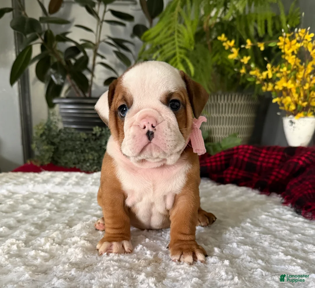 English Bulldog dogs for sale: Dottie - Ad 2