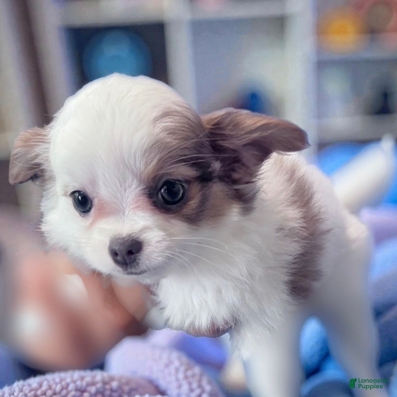 Chihuahua dogs Glamour - Female White and Chocolate Long Haired Chihuahua Puppy - Ad 1