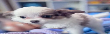 Glamour - Female White and Chocolate Long Haired Chihuahua Puppy