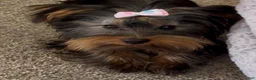 Yorkshire Terrier dogs for sale: Yorkshire Terrier 1 - Ad 1