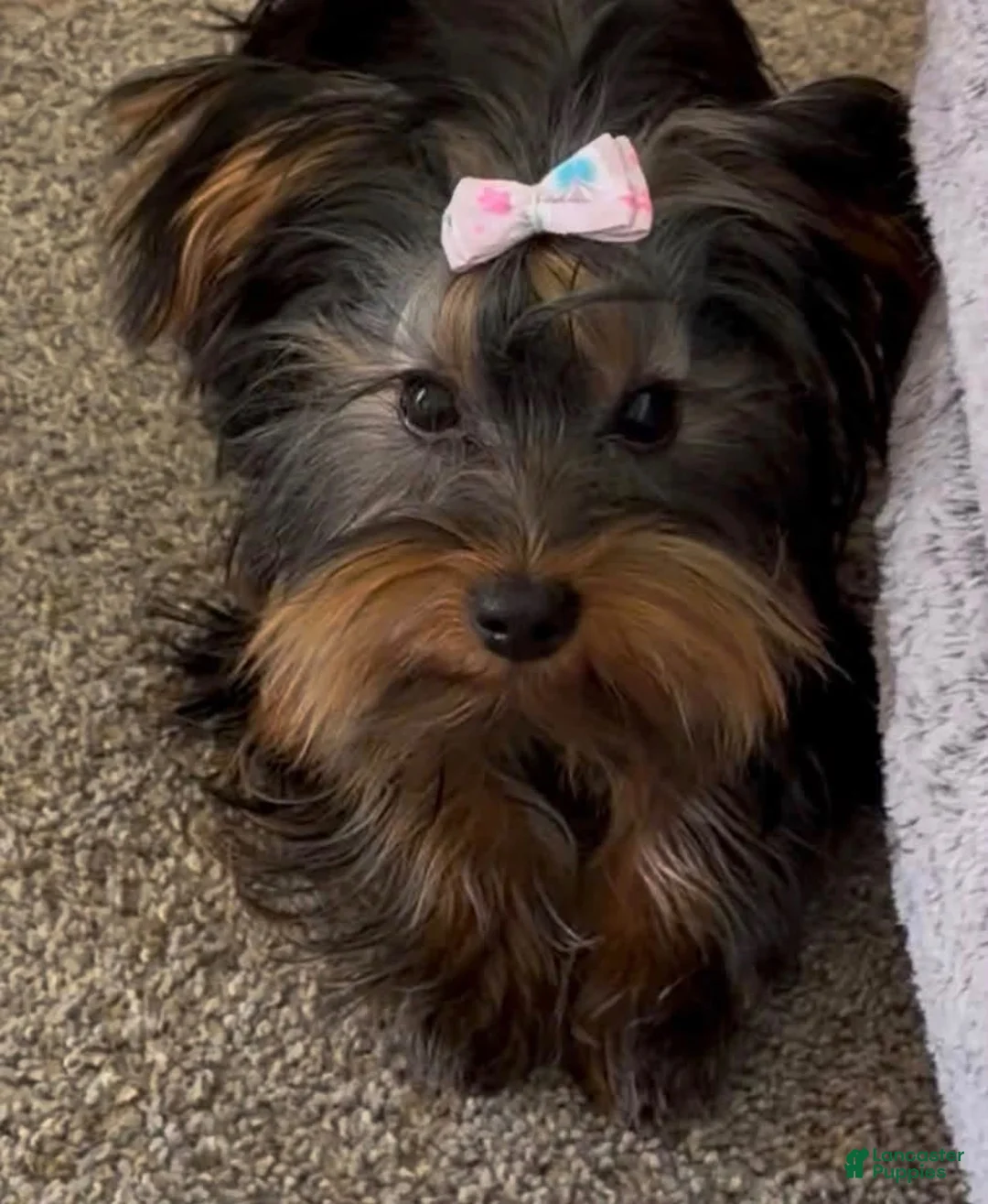 Yorkshire Terrier dogs for sale: Yorkshire Terrier 1 - Ad 1