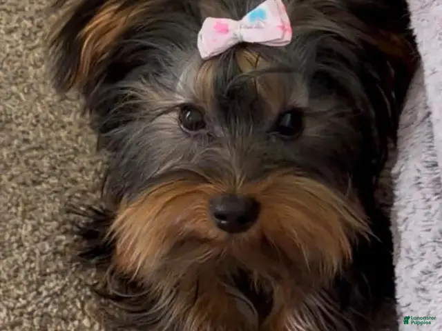 Yorkshire Terrier dogs Yorkshire Terrier 1 - Ad 1