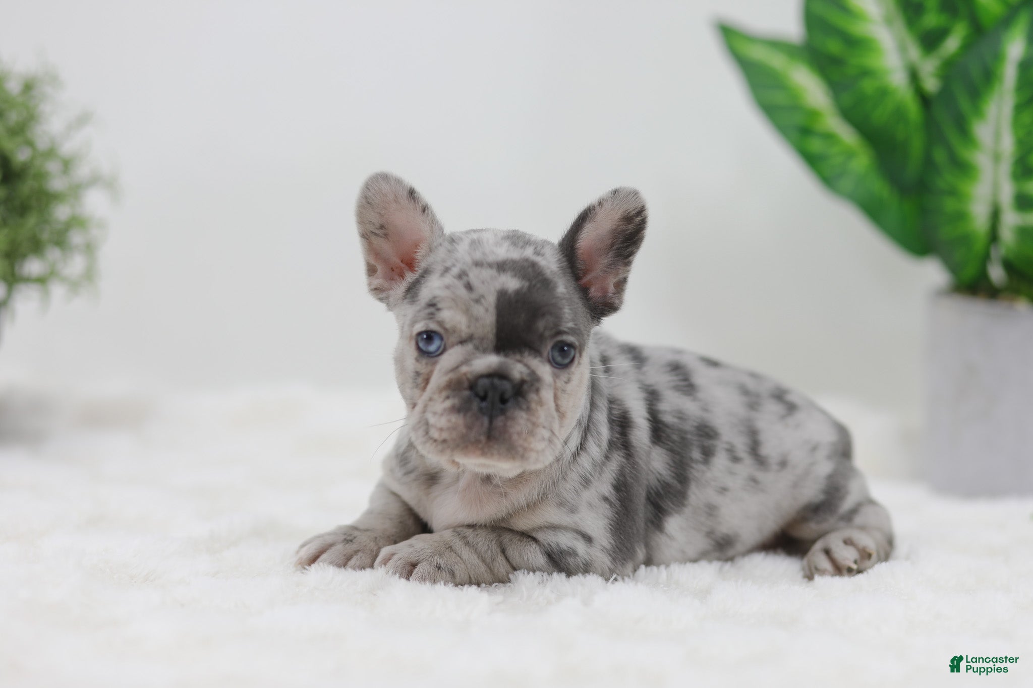 French Bulldog dogs Gina - Ad 1