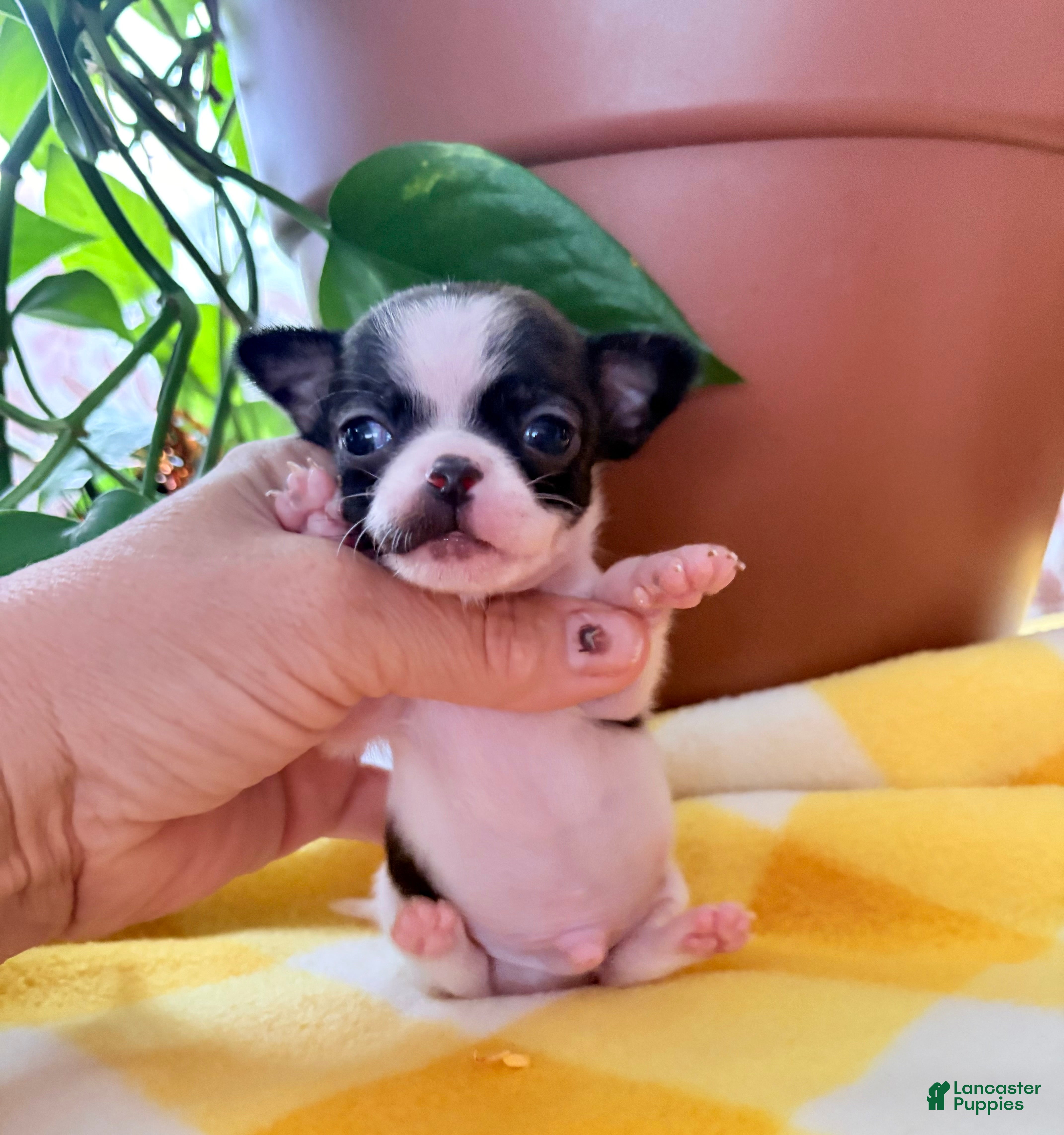 Chihuahua dogs Chihuahua 1 - Ad 1