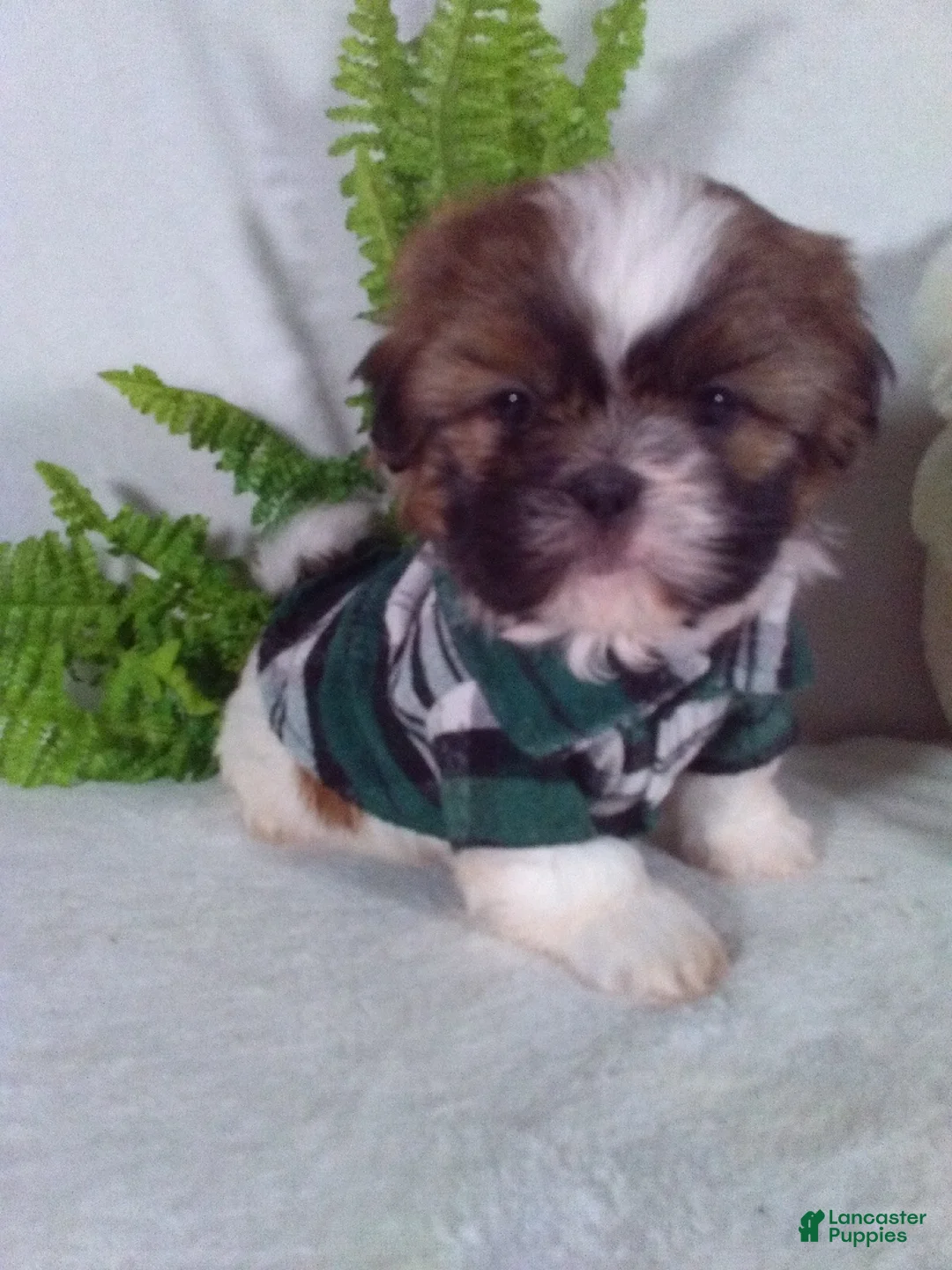 Shih Tzu dogs for sale: Cash - Ad 1