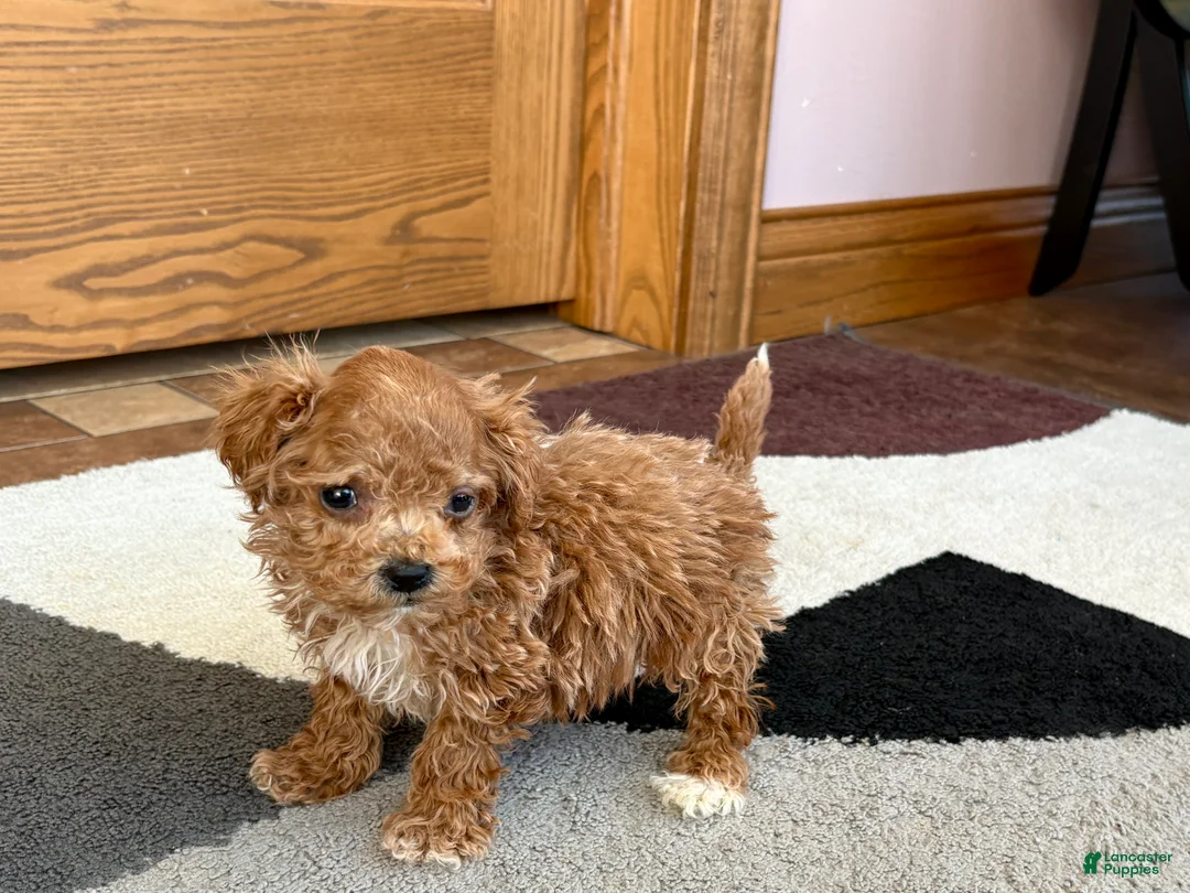 Havapoo dogs for sale: Jerry Tiny - Ad 8