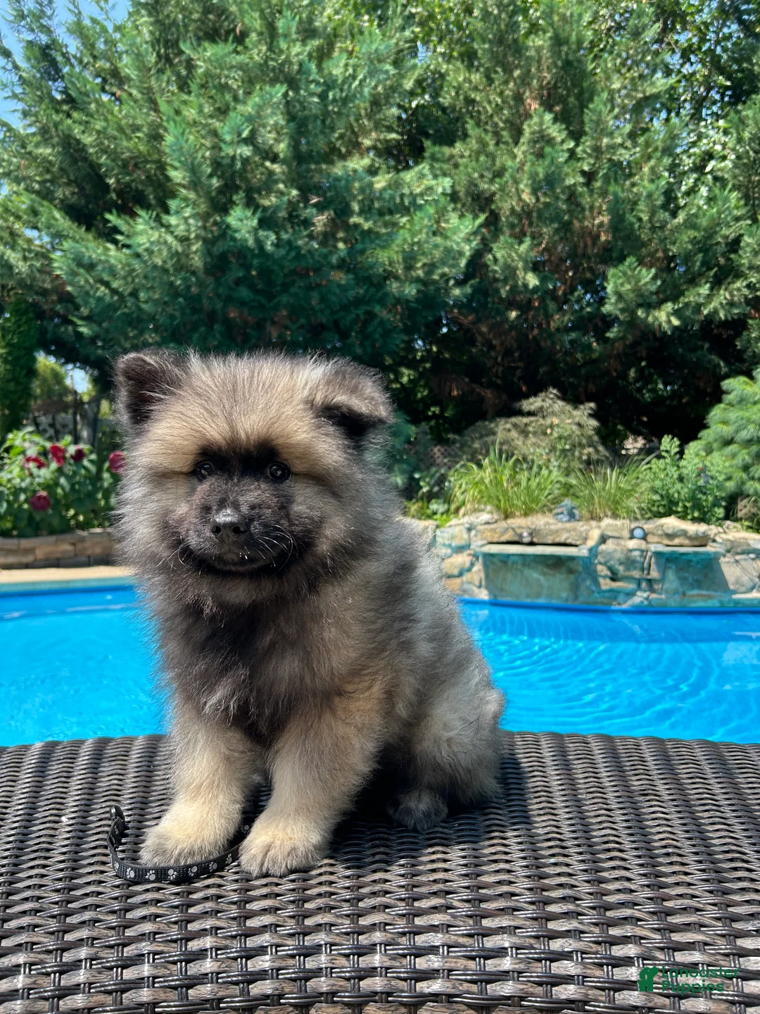 Keeshond dogs for sale: Milo - Ad 2