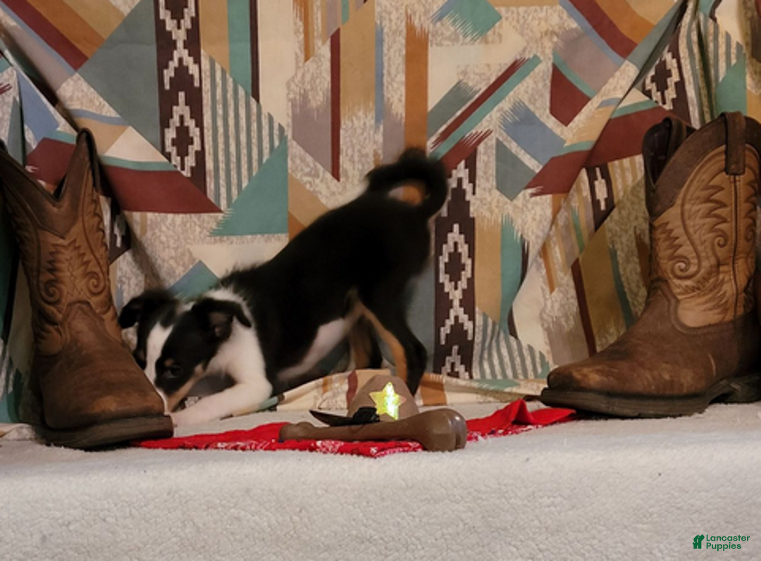 Shetland Sheepdog dogs for sale: Peanut - Ad 1