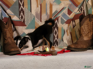 Shetland Sheepdog dogs Peanut - Ad 3