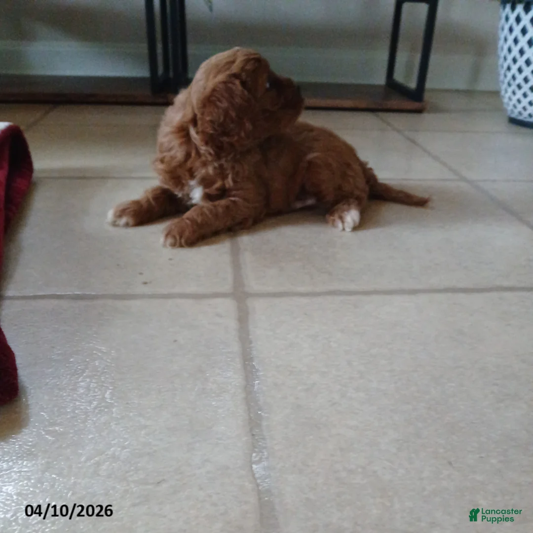 Cavapoo dogs for sale: Daulton - Ad 2