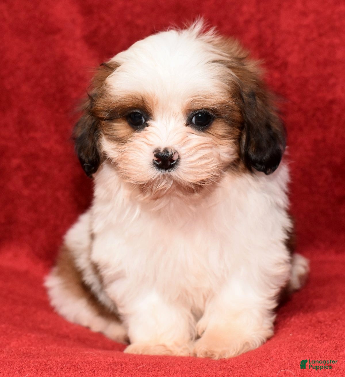 Shih Tzu dogs Sadie - Ad 2