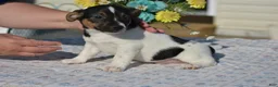 Jack Russell Terrier dogs for sale: Chocolate - Ad 3