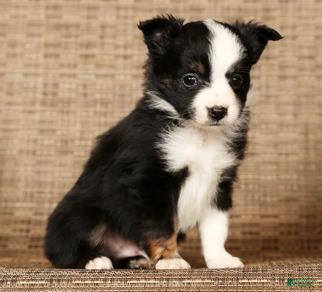 Miniature Australian Shepherd dogs for sale: Easton - Ad 7