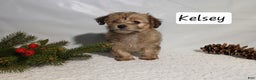 Yorkiepoo dogs for sale: Kelsey - Ad 2