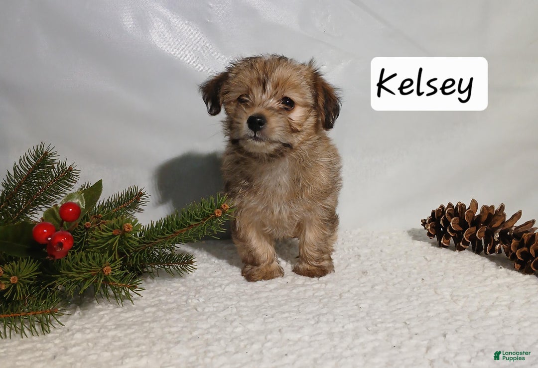 Yorkiepoo dogs for sale: Kelsey - Ad 2