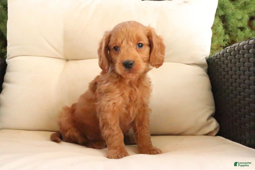 Mini Goldendoodle dogs for sale: Adam - Ad 2