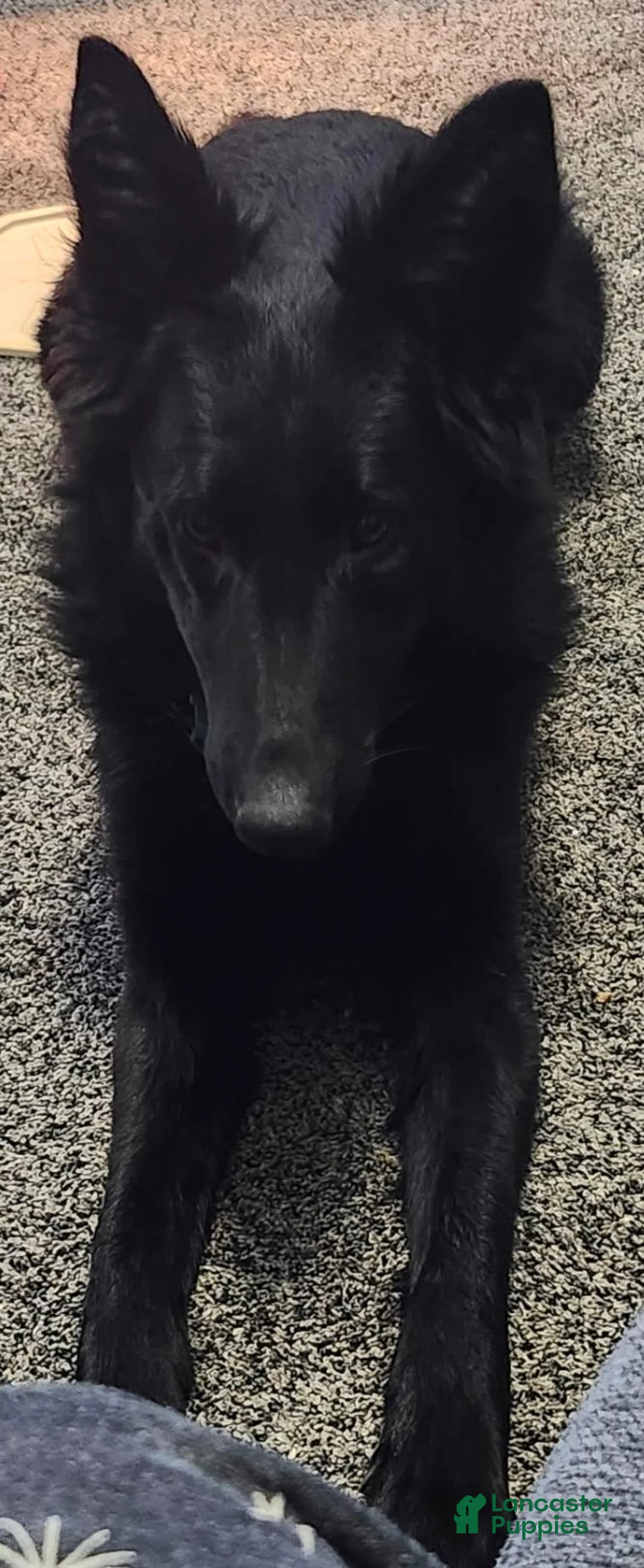 German Shepherd dogs for sale: Gray Boy - Ad 2