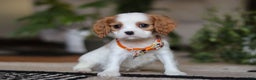 Cavalier King Charles Spaniel dogs for sale: Tucker - Ad 2