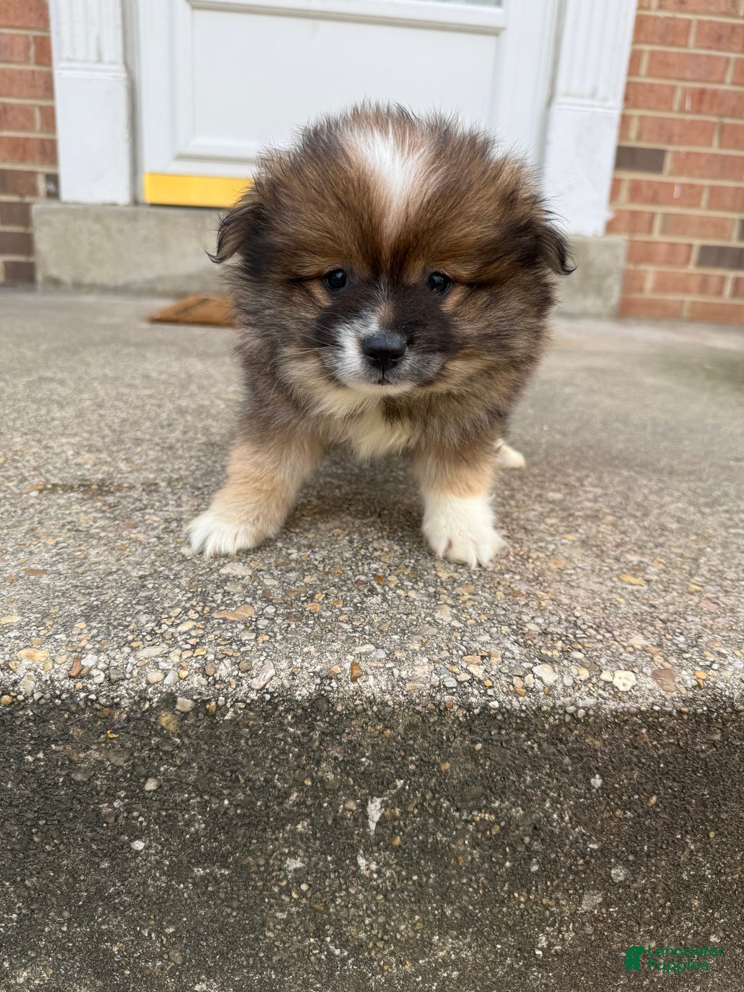 Pomeranian dogs for sale: Pomeranian Puppy 1 - Ad 3