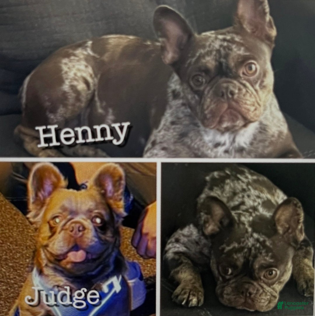 French Bulldog dogs for sale: French Bulldog Puppy 3 - Ad 3