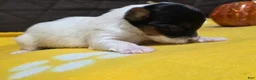 Biewer Terrier dogs for sale: Sunny - Ad 2