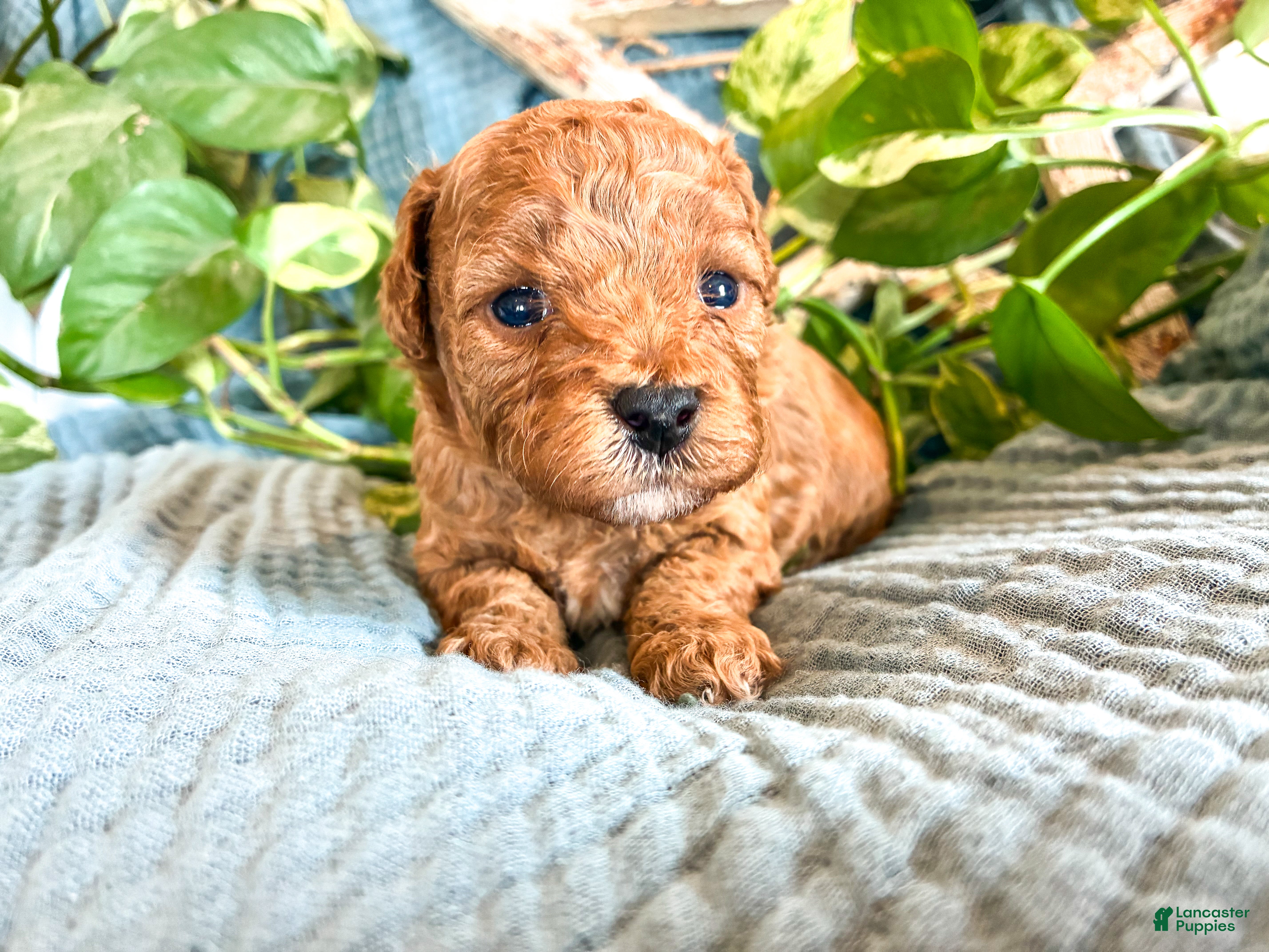 Cavapoo dogs Honey_Female - Ad 1