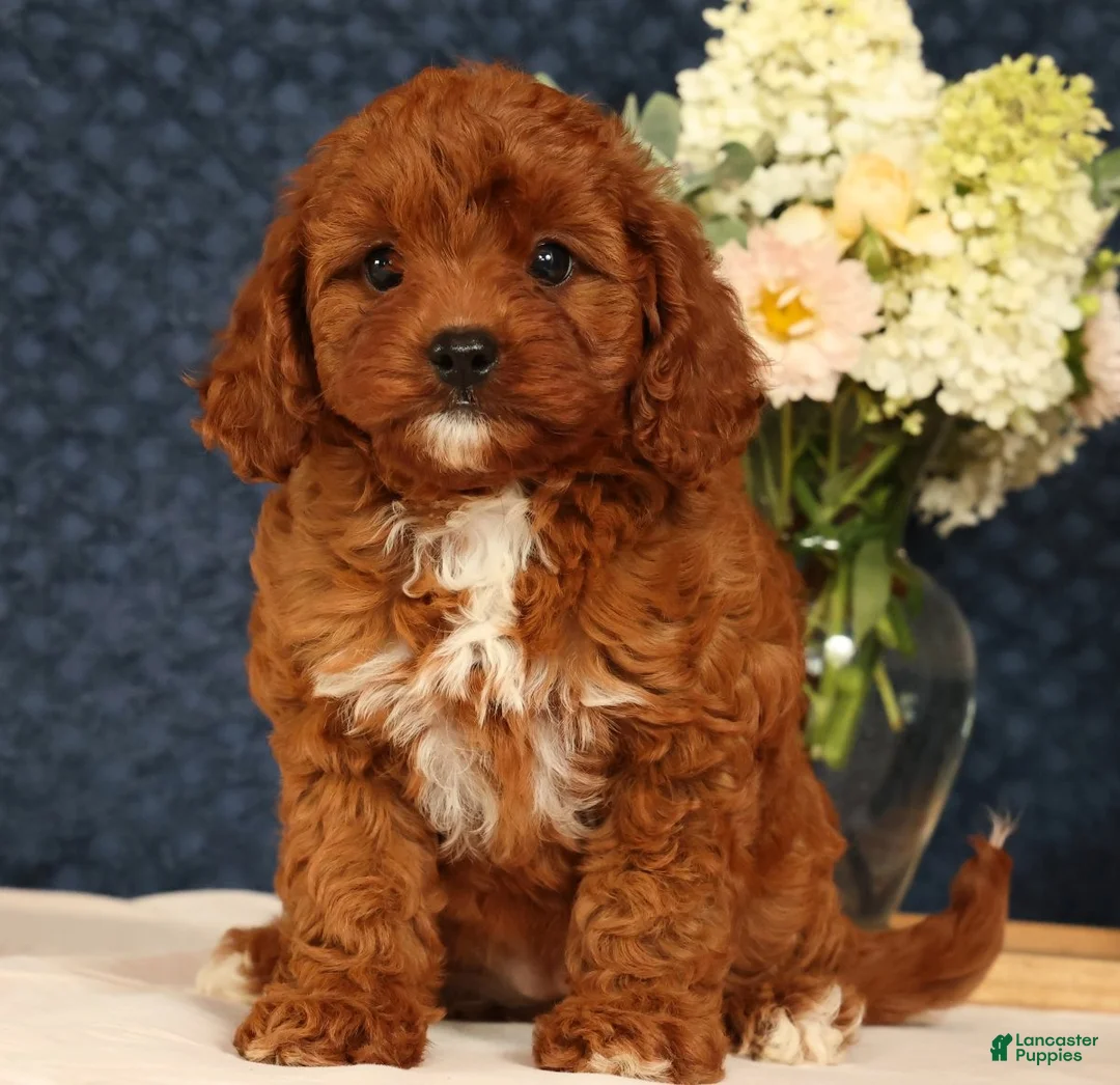 Cavapoo dogs for sale: Gretta - Ad 1