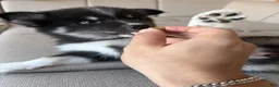 Pomsky dogs for sale: Cookie - Ad 2