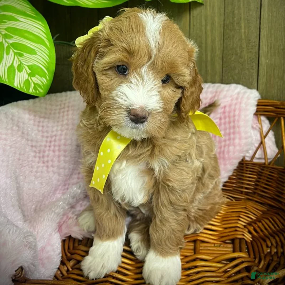Mini Goldendoodle dogs for sale: Zulu (Miniature Girl) - Ad 3