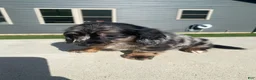 Miniature Dachshund dogs for sale: Toby - Ad 9
